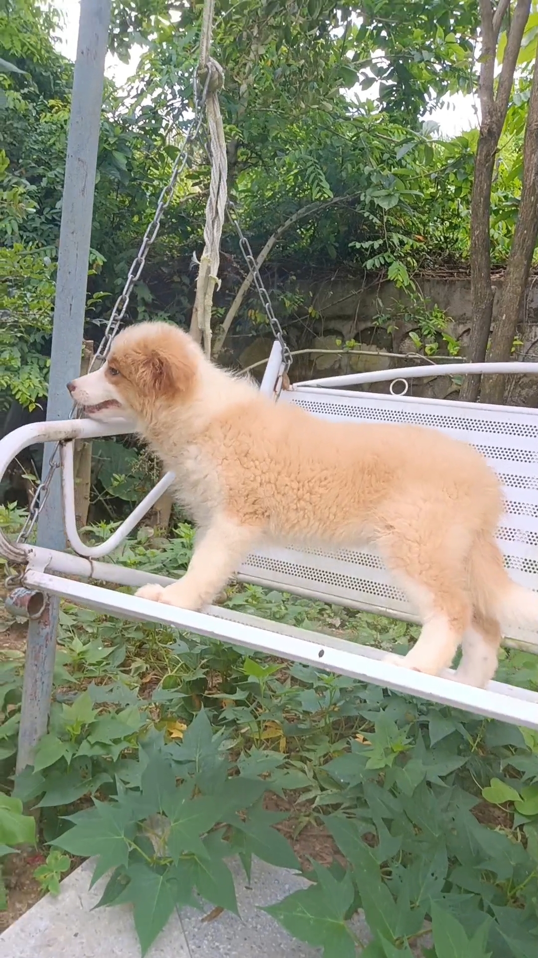 金色边境牧羊犬妹妹，疫苗驱虫已做好，确保纯种。